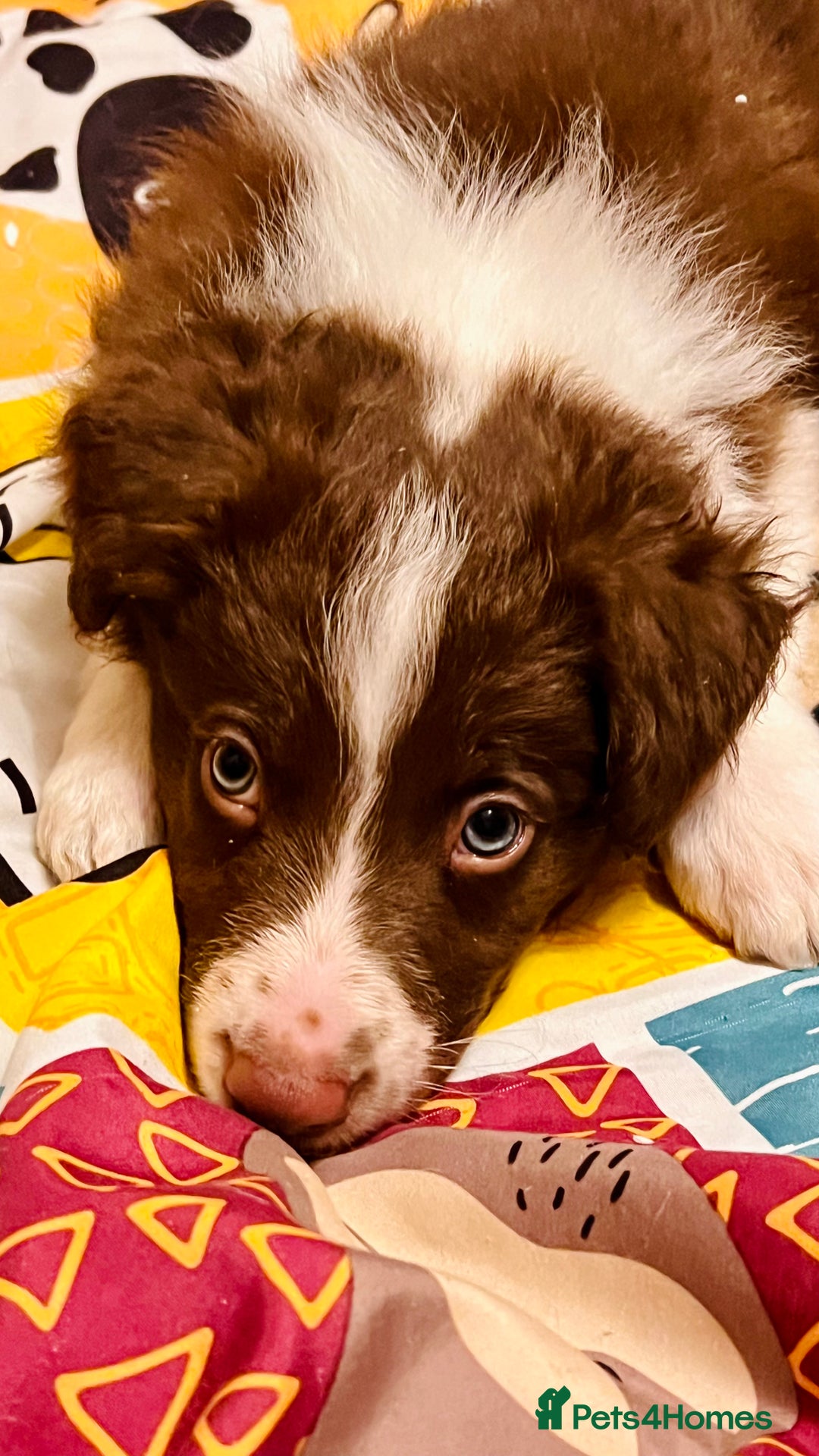 Border Collie dogs for sale: 🐾Ready to leave in 3 days🐾Border Collie🐾 - Image 7
