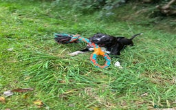 Staffordshire Bull Terrier dogs for sale: 4 year old Staffordshire bull terrier - Image 4