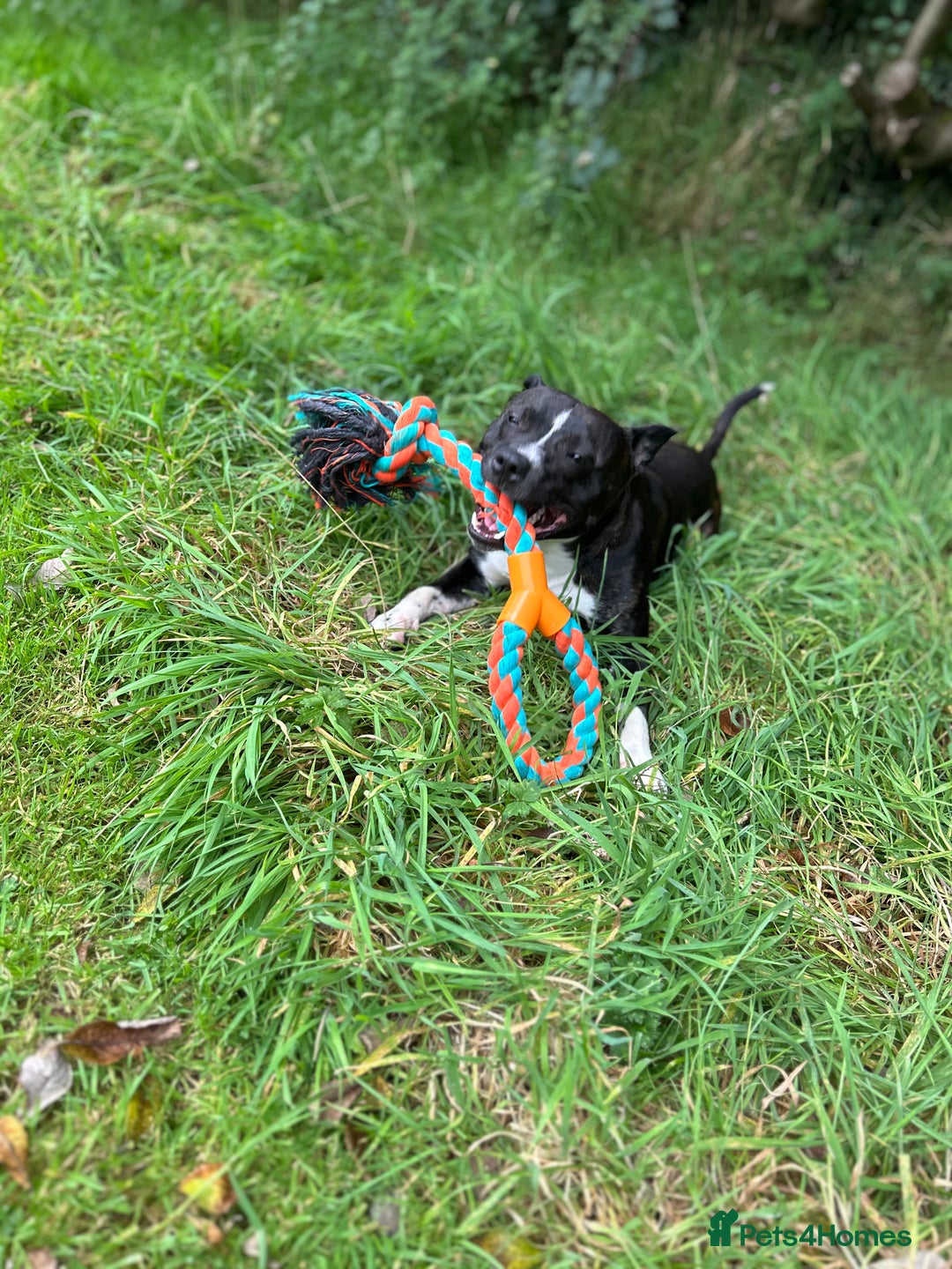 Staffordshire Bull Terrier dogs for sale: 4 year old Staffordshire bull terrier - Image 4
