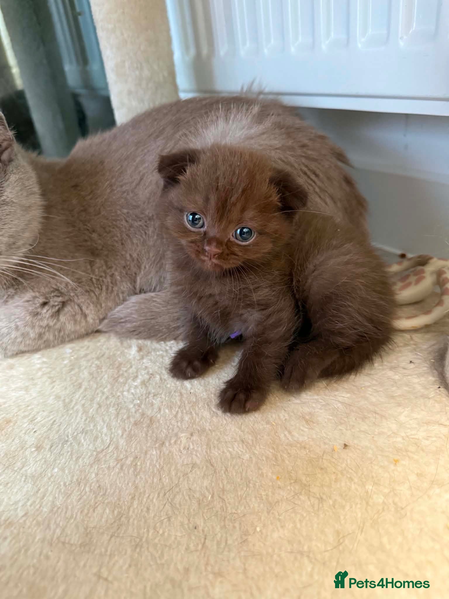 Scottish Fold cats Stunning Scottish fold/straight kittens😻 - Advert 1