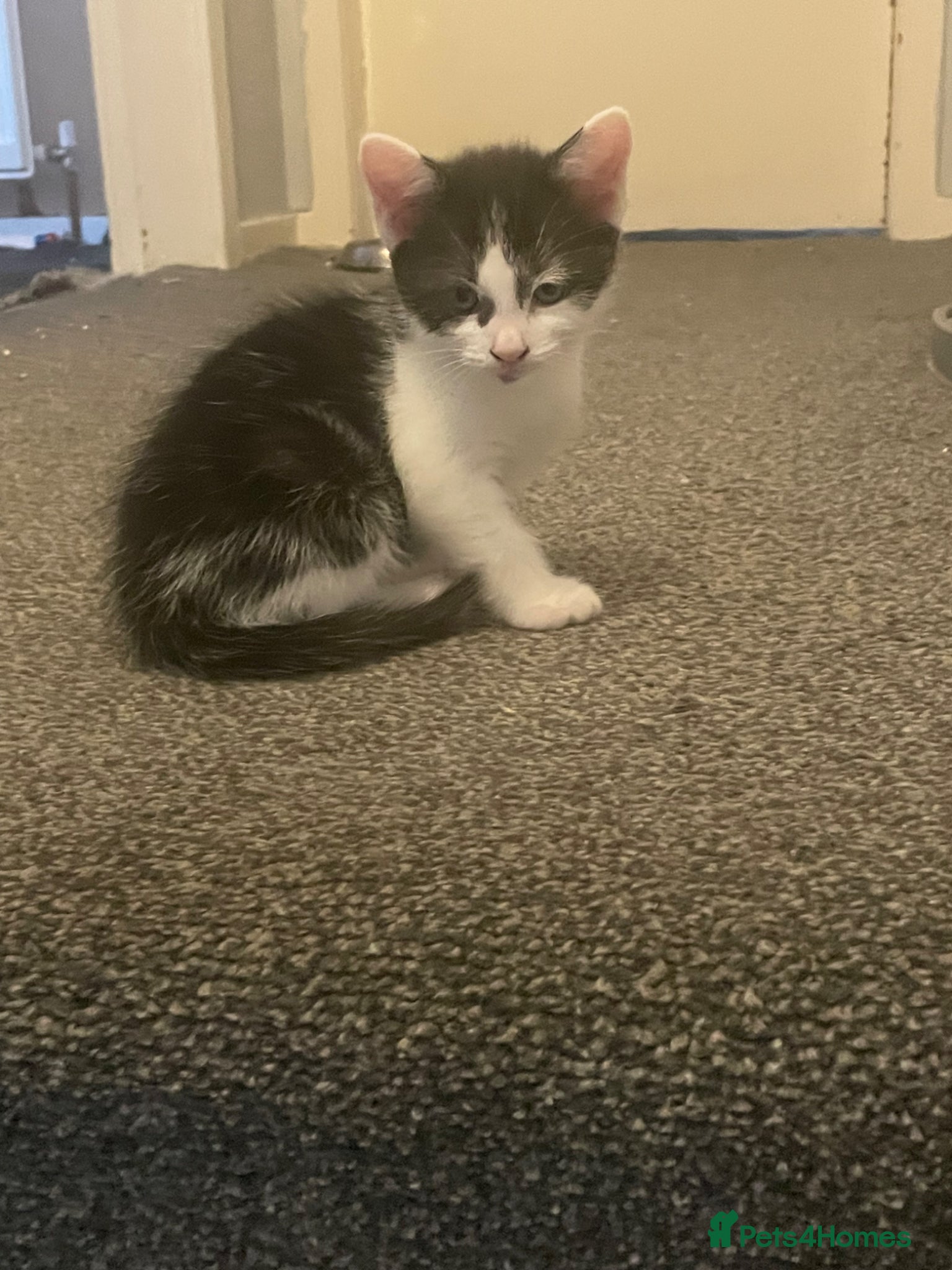 Turkish Van cats Only 1 male kitten left - Advert 1
