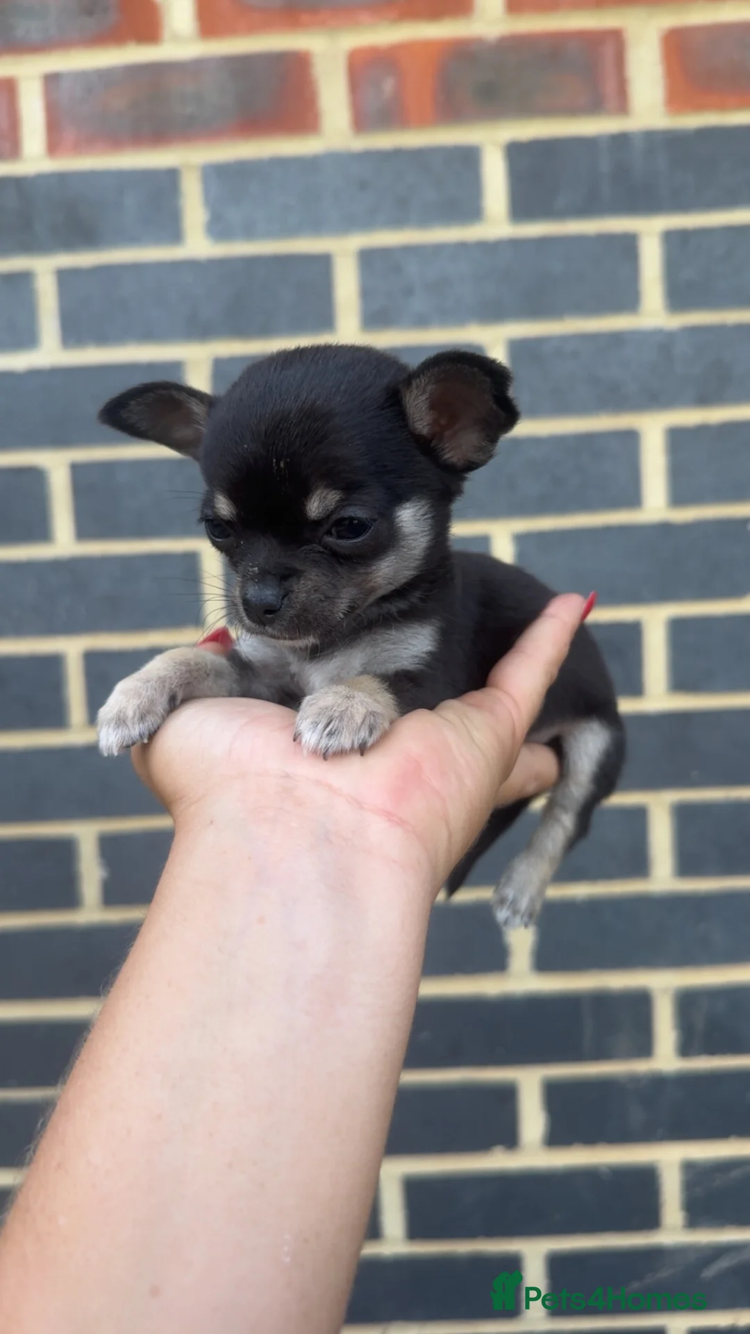 Chihuahua dogs for sale: Stunning chihuahuas READY to leave - Advert 7