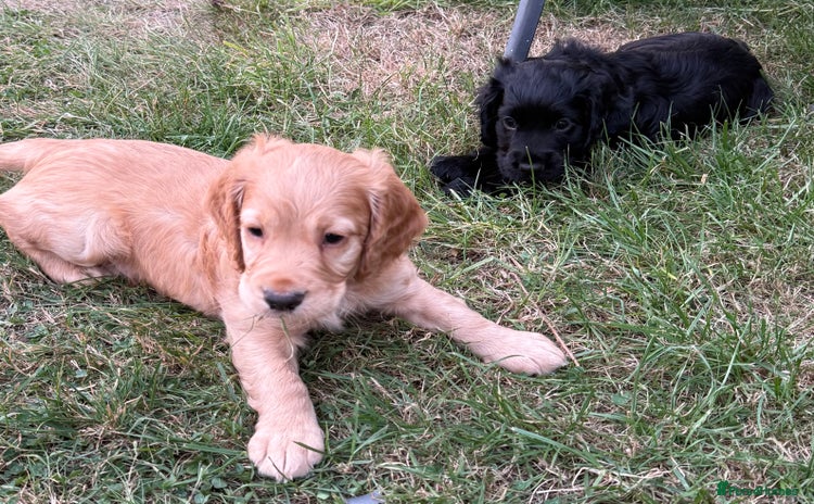 Cocker Spaniel dogs - Advert 1