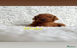 Cockapoo dogs for sale: F2B Red Cockapoos **BOTH PARENTS DNA CLEAR** - Image 31