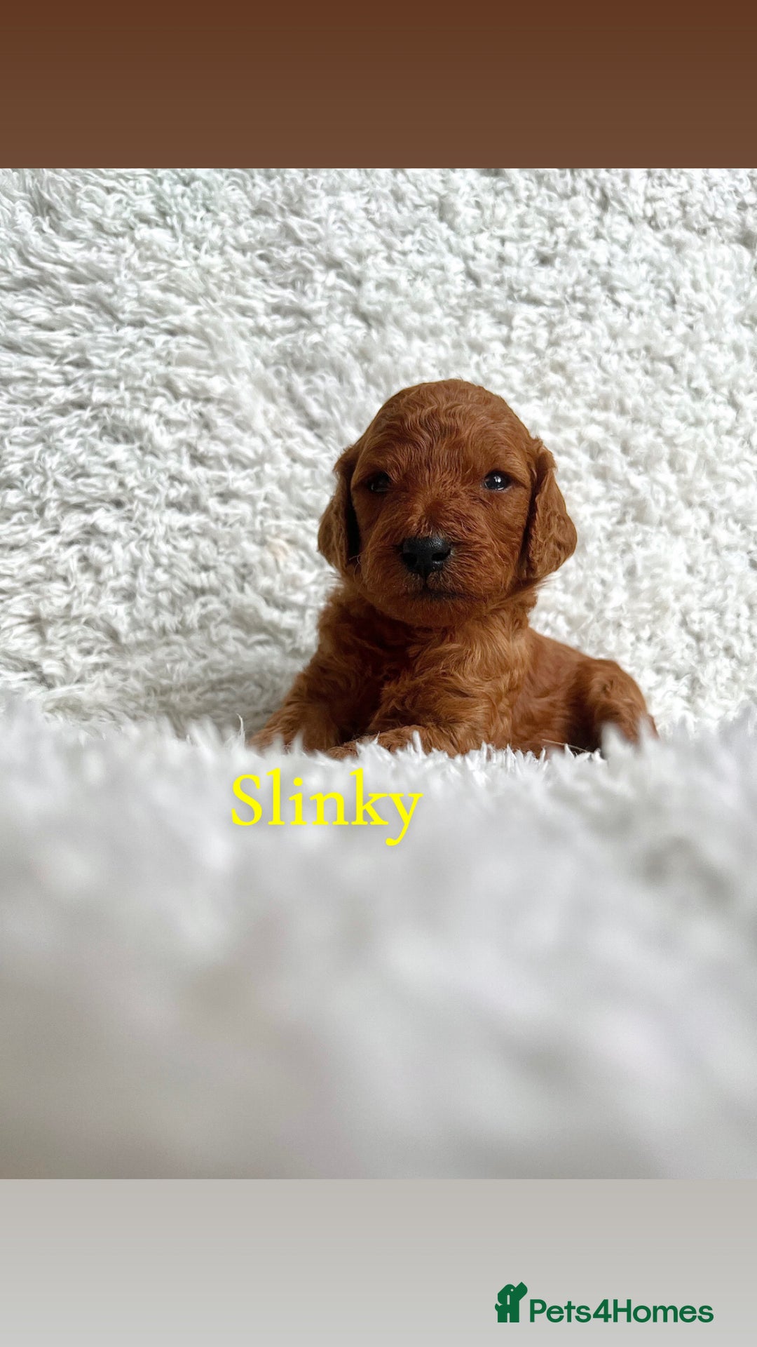 Cockapoo dogs for sale: F2B Red Cockapoos **BOTH PARENTS DNA CLEAR** - Image 31