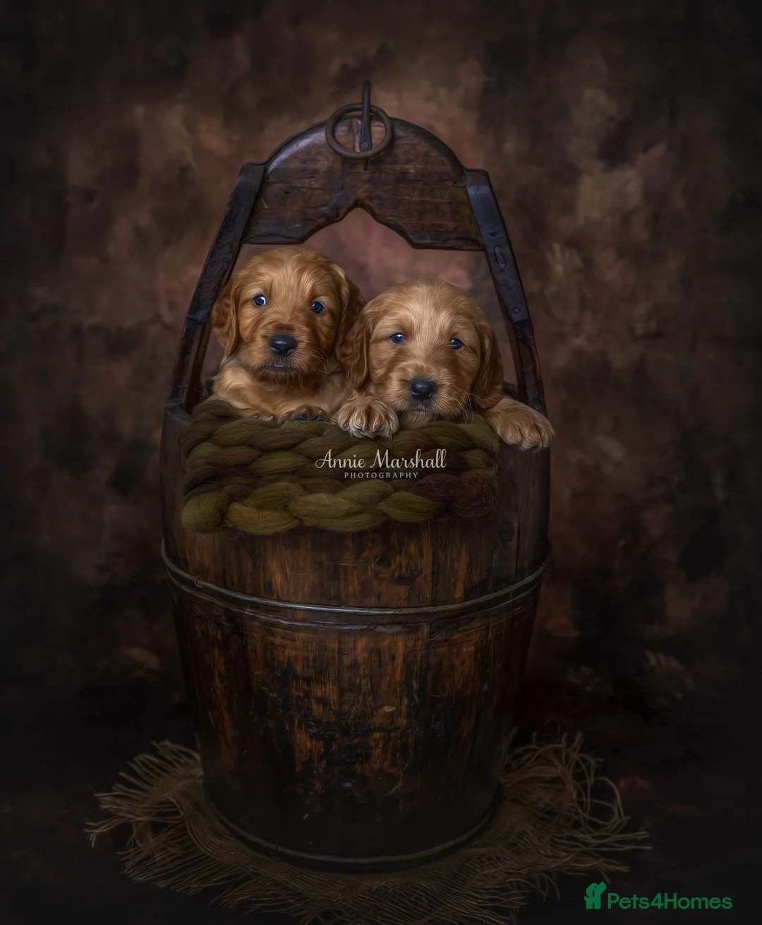 Mini Goldendoodle dogs for sale: NOV pups by POLICE dog trainer & Licensed Breeder - Advert 1
