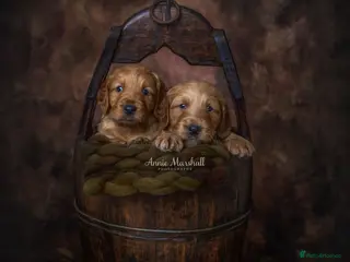 Mini Goldendoodle dogs NOV pups by POLICE dog trainer & Licensed Breeder - Advert 4