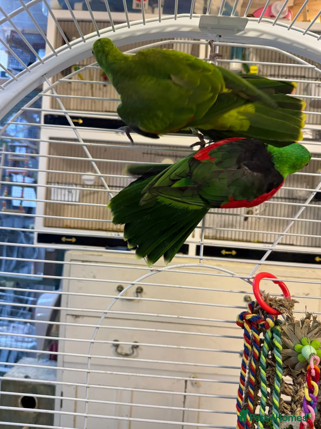 Parrots birds for sale: Crimson winged parrots  - Advert 4