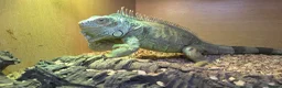 Iguana reptiles for sale: Female green iguana  - Advert 3