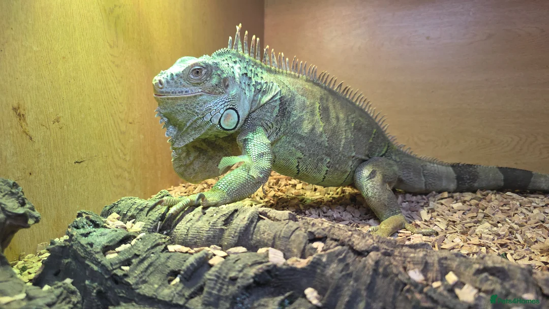 Iguana reptiles for sale: Female green iguana  - Advert 3