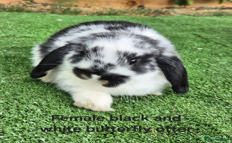 Mini Lop rabbits - Advert 1