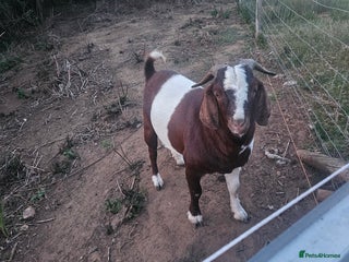 Goats livestock - Advert 12