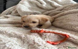 Golden Retriever dogs for sale: Golden retriever puppy Available 🐶🐾🦴  - Image 29