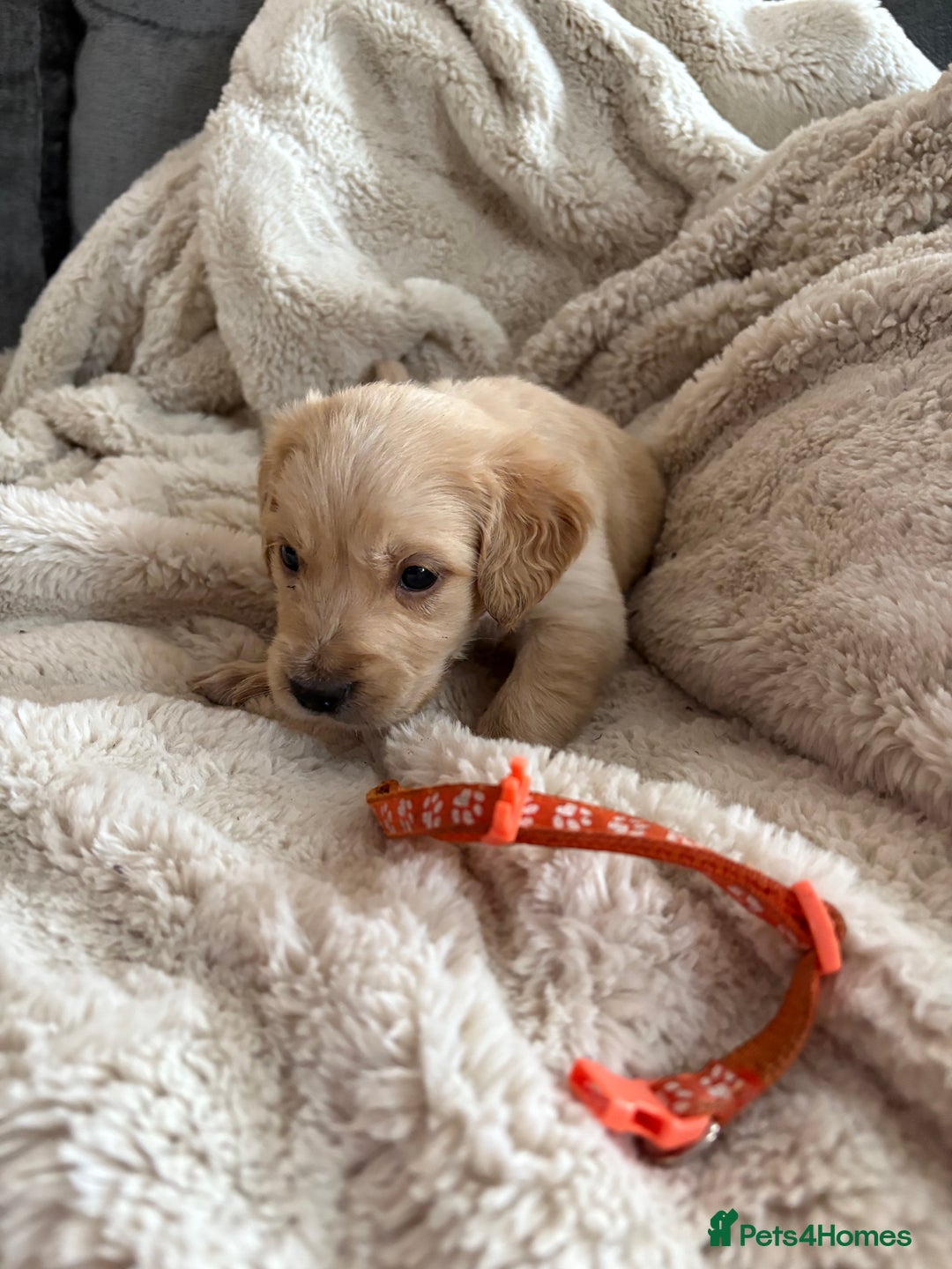 Golden Retriever dogs for sale: Golden retriever puppy Available 🐶🐾🦴  - Image 29