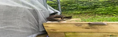 Mixed Breed Kitten 3