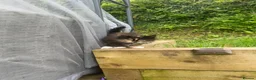 Mixed Breed cats for sale: Mixed Exotic Kittens in Torpoint - Advert 4