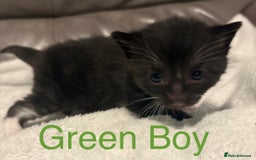 Mixed Breed cats for sale: Only Two Adorable Kittens Left! - Image 4