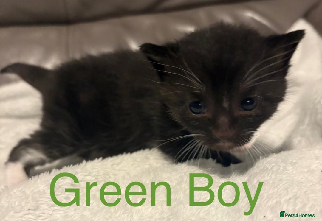 Mixed Breed cats for sale: Only Two Adorable Kittens Left! - Image 4