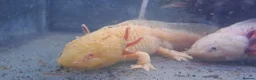 Axolotl reptiles for sale: Baby axolotls - Advert 37
