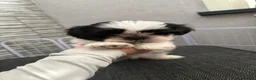 Shih Tzu dogs for sale: Black and white girl shitzu in Blackpool - Advert 3