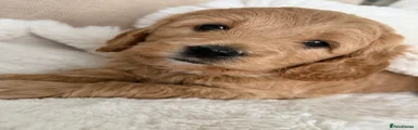 Mini Goldendoodle Puppy 1