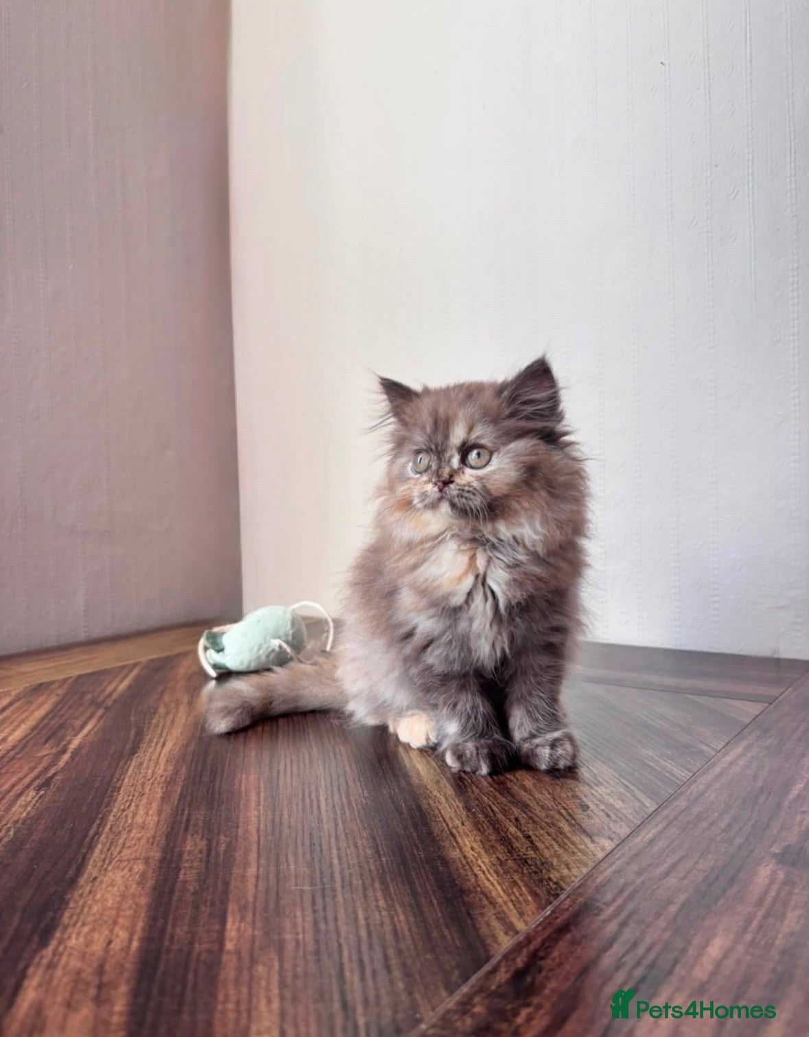 British Shorthair cats ✨Exceptional British short & longhair kitten's✨ - Advert 1