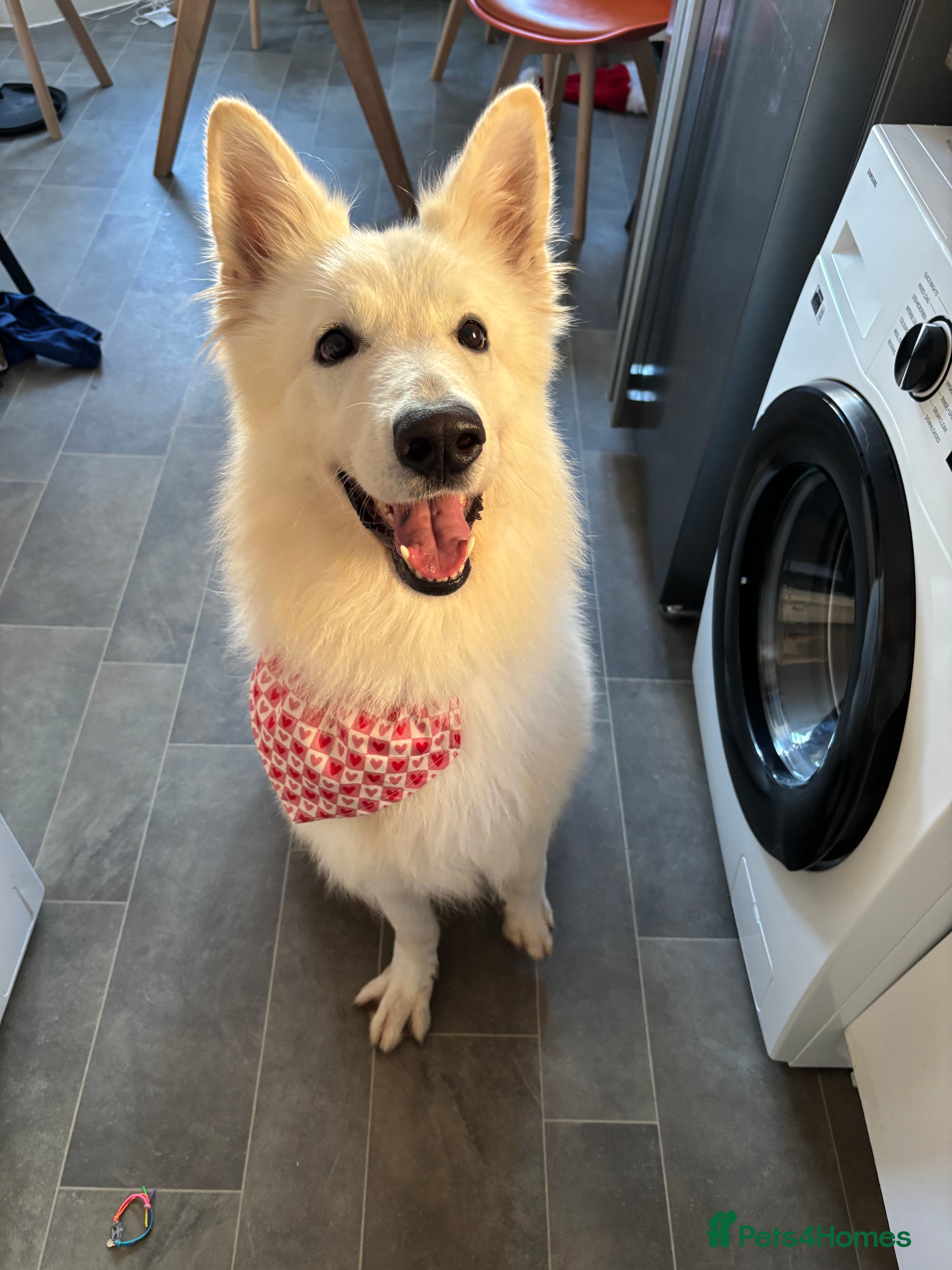 White Swiss Shepherd dogs KC REG SHEPHERD 8 y/o male  - Advert 1