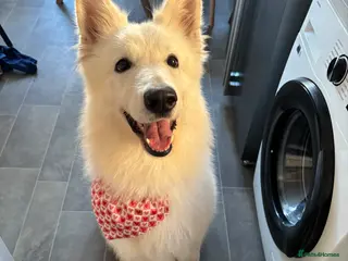 White Swiss Shepherd dogs KC REG SHEPHERD 8 y/o male - Advert 1