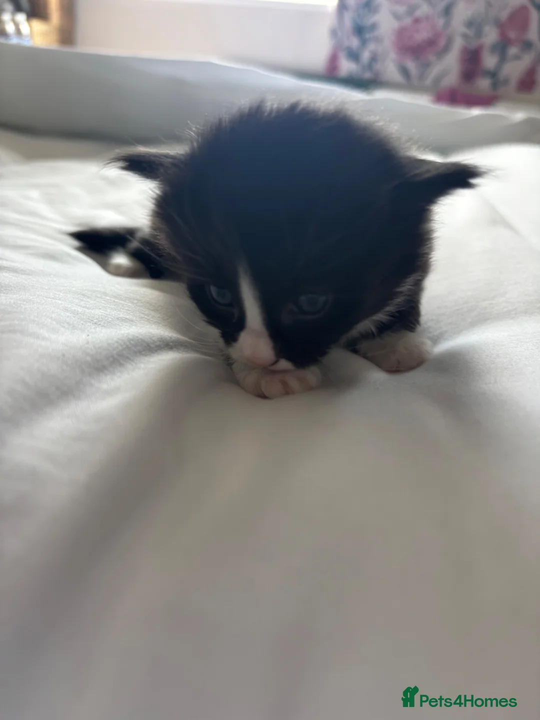Mixed Breed cats for sale: 4 Stunning Fluffy Kittens - Advert 6