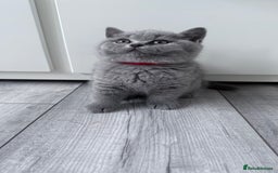 British Shorthair cats for sale: 5 beautiful BSH kittens - Image 17