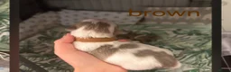 Shih Tzu dogs for sale: IMPERIAL SHITZU 5 BOYS 1 GIRL  - Advert 11