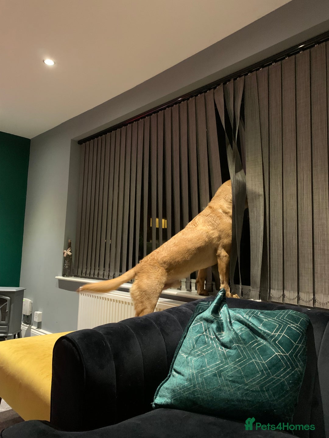 Labrador Retriever dogs for sale: My boy Lenny  - Image 15