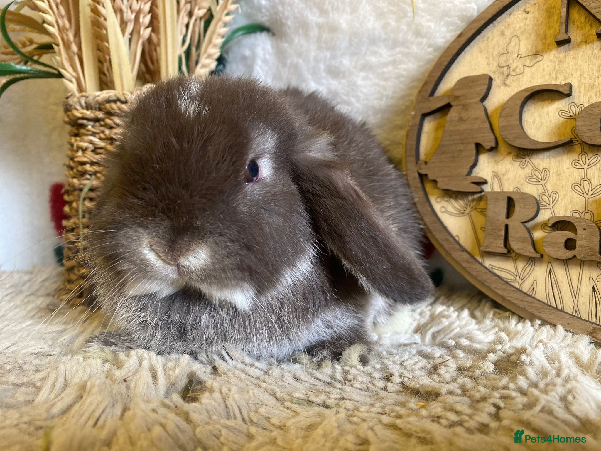 Mini Lop rabbits Mini lops - Advert 5