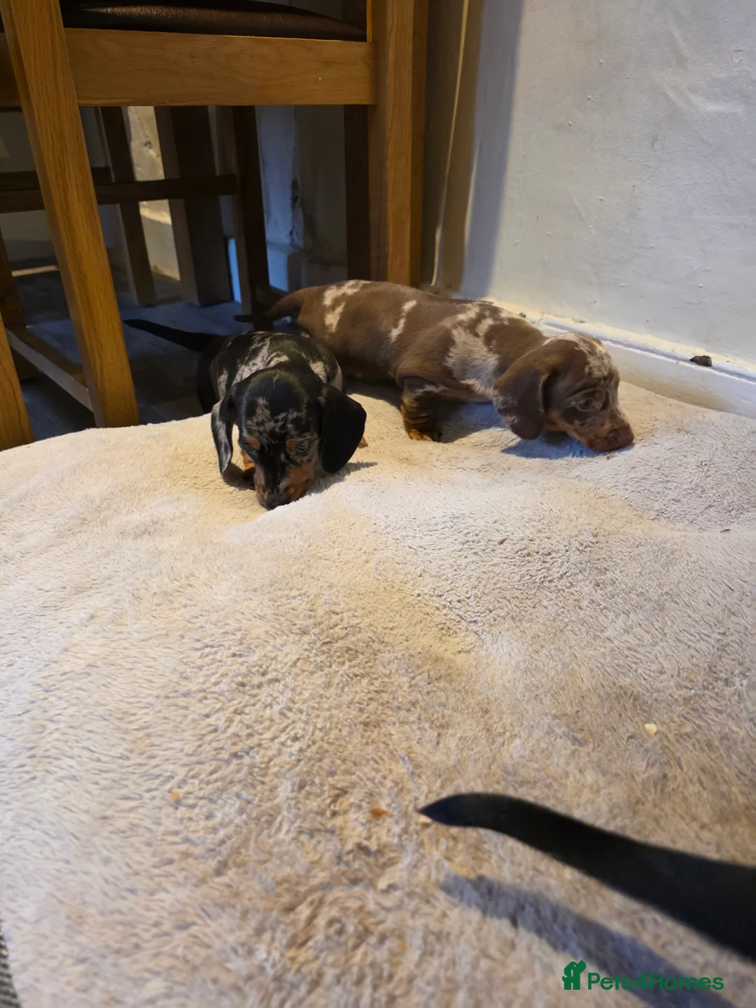 Dachshund dogs for sale: KC Standard Dachshund Puppies - Advert 10