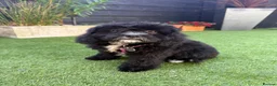 Cavapoo dogs for sale: Cavapoo f1 health tested 5* incensed  - Advert 15