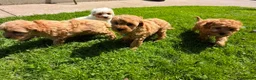 Cavapoo dogs for sale: Toy Cavapoo Puppies  - Advert 12