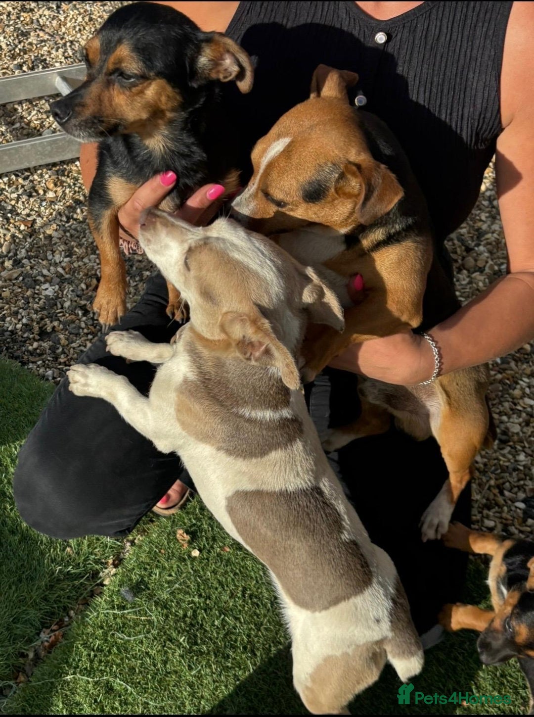 Jack Russell dogs for sale: Miniature Jack Russels  - Advert 5