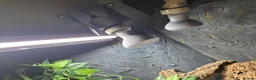 Leopard Gecko reptiles for sale: 3x female leopard geckos with amazing setup - Advert 9