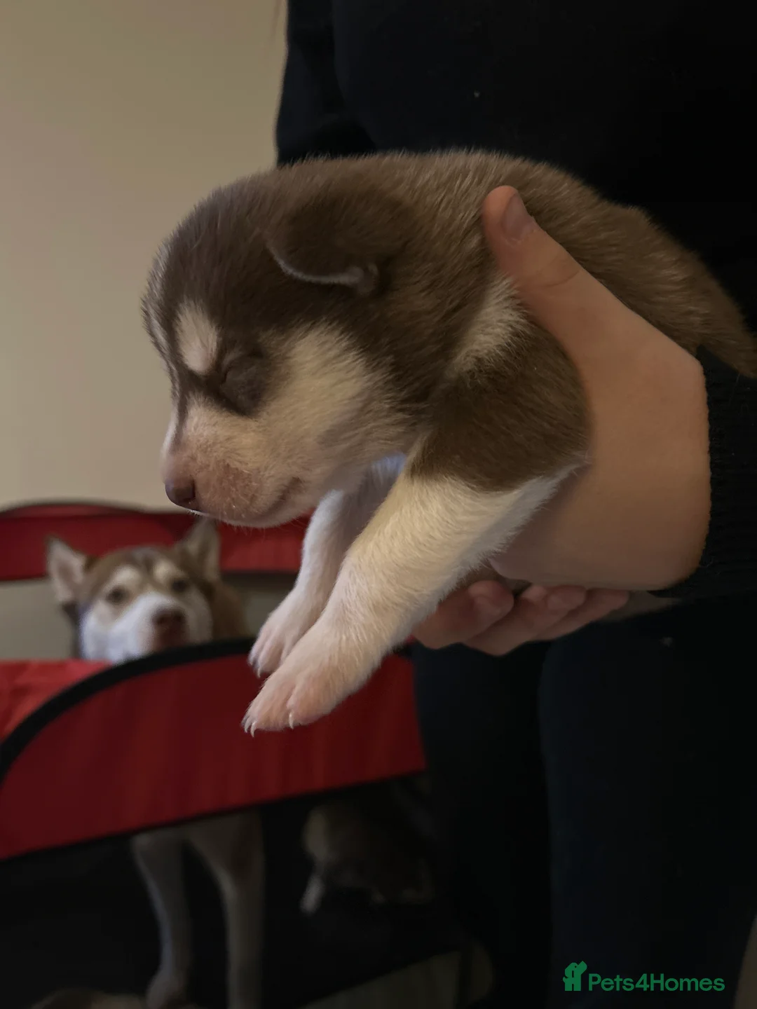 Siberian Husky dogs for sale: 5 huskies for sale - Advert 9