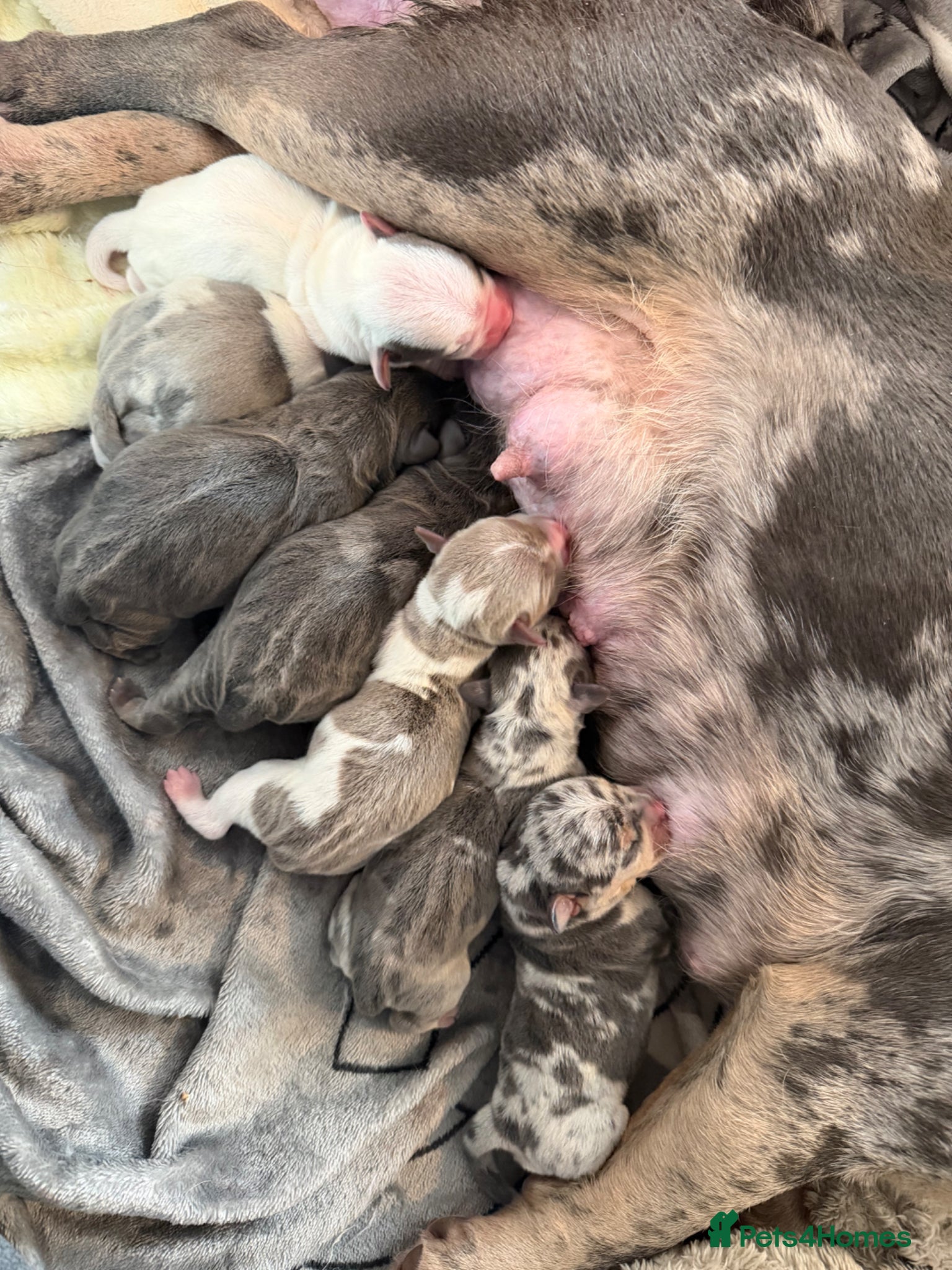 Mixed Breed dogs FOR SALE French Bull Wieners Puppies  - Advert 4