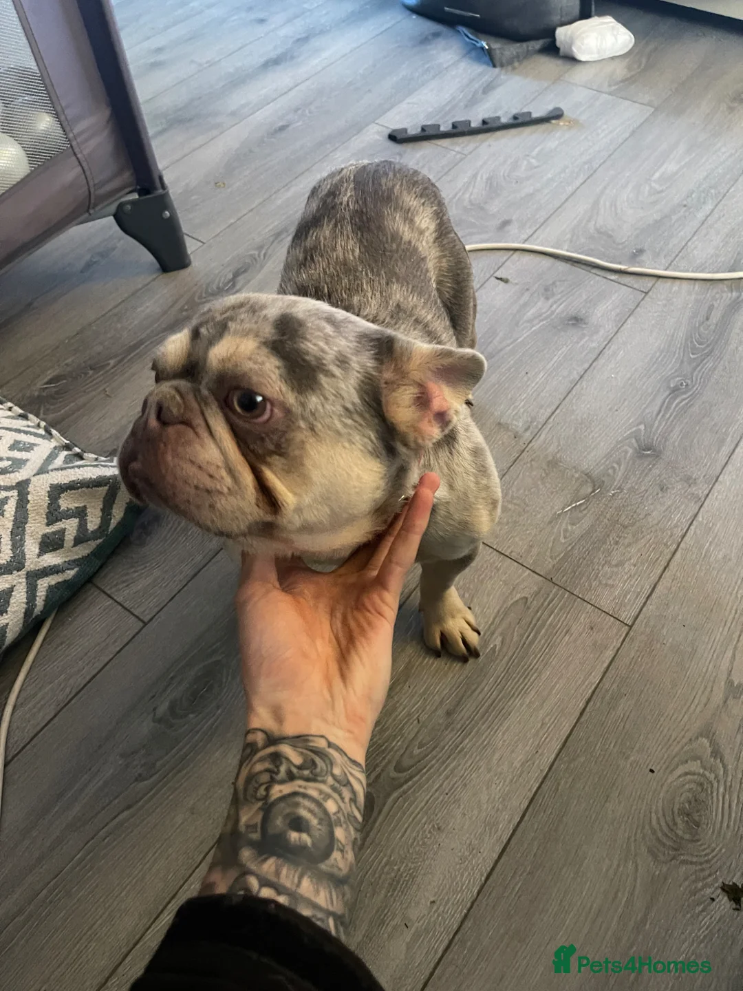 French Bulldog dogs for sale: French bulldog in Wellingborough - Advert 2