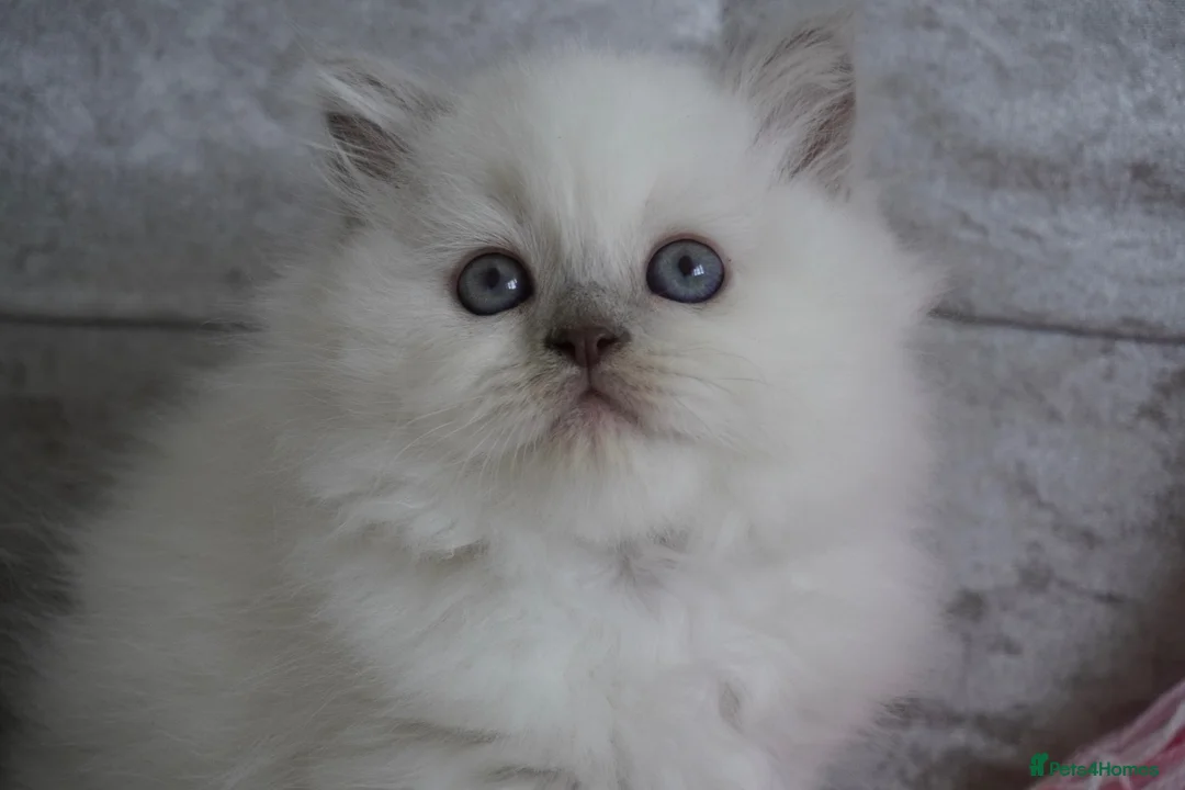 British Shorthair cats for sale: 💙Last kitten💙 - Advert 2