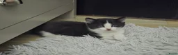 Mixed Breed cats for sale: 3 cute playful kittens available  in Birmingham - Advert 13