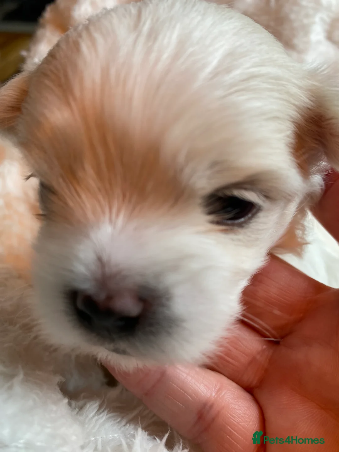 Maltese dogs for sale: Maltese puppies  - Advert 3
