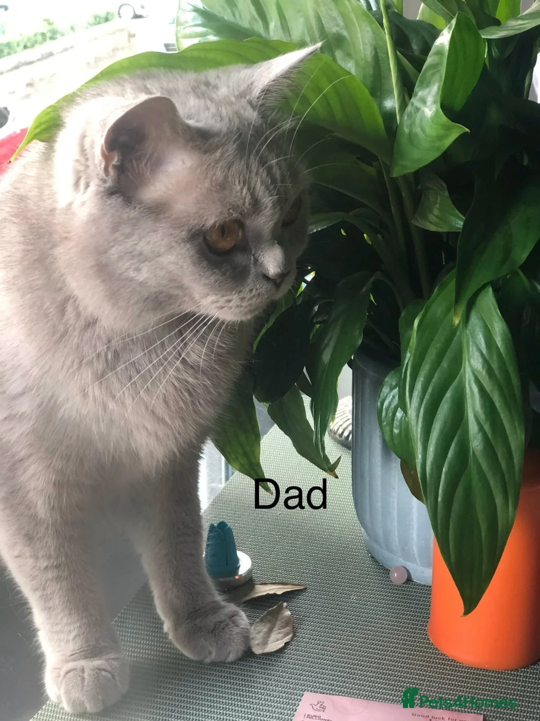 British Shorthair cats for sale: Beautiful Lilac British Shorthaired Kittens - Advert 2