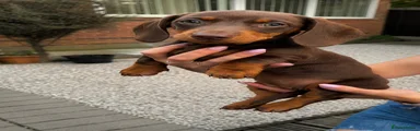 Miniature Dachshund Puppy 2