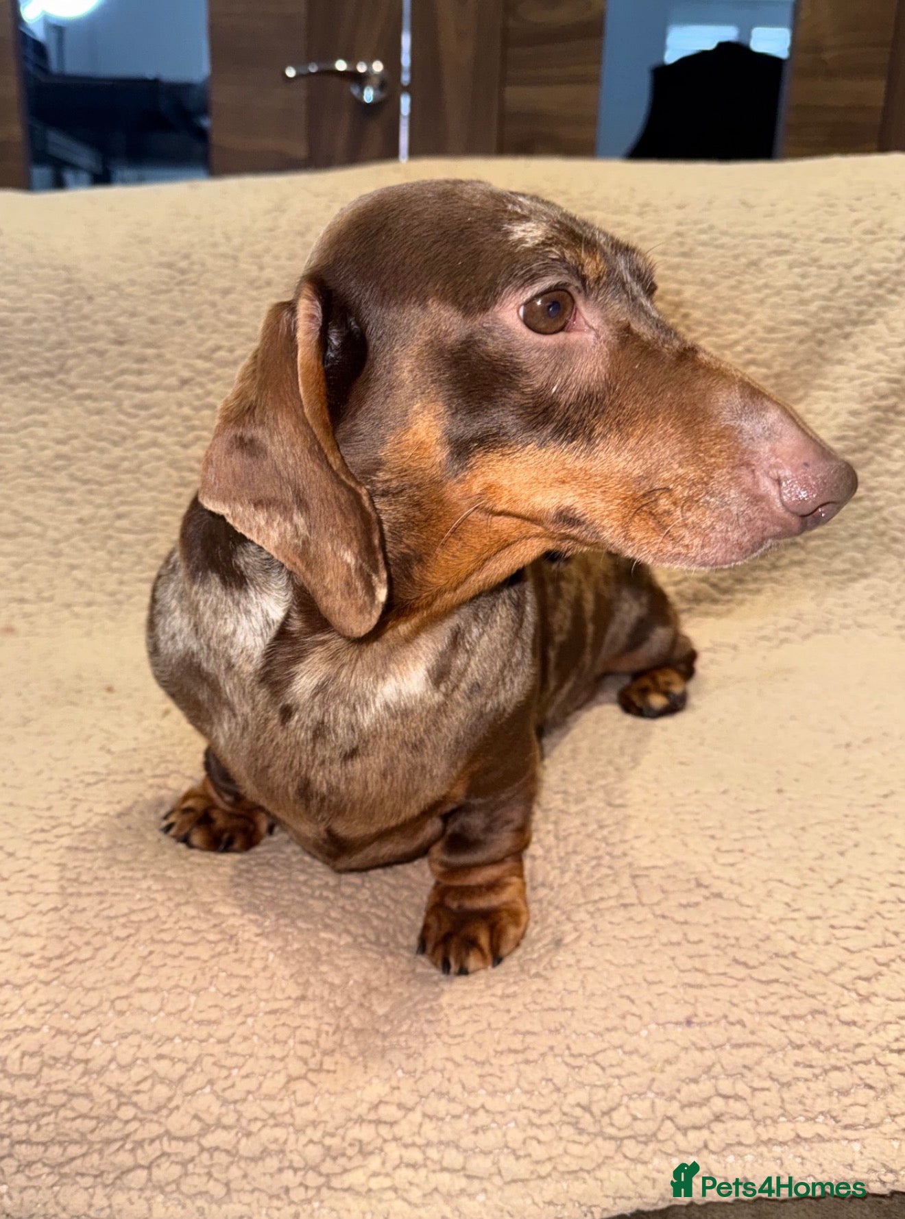 Miniature Dachshund dogs 💙Meet Archie, Our KC Chocolate Dapple boy 💙 - Advert 1