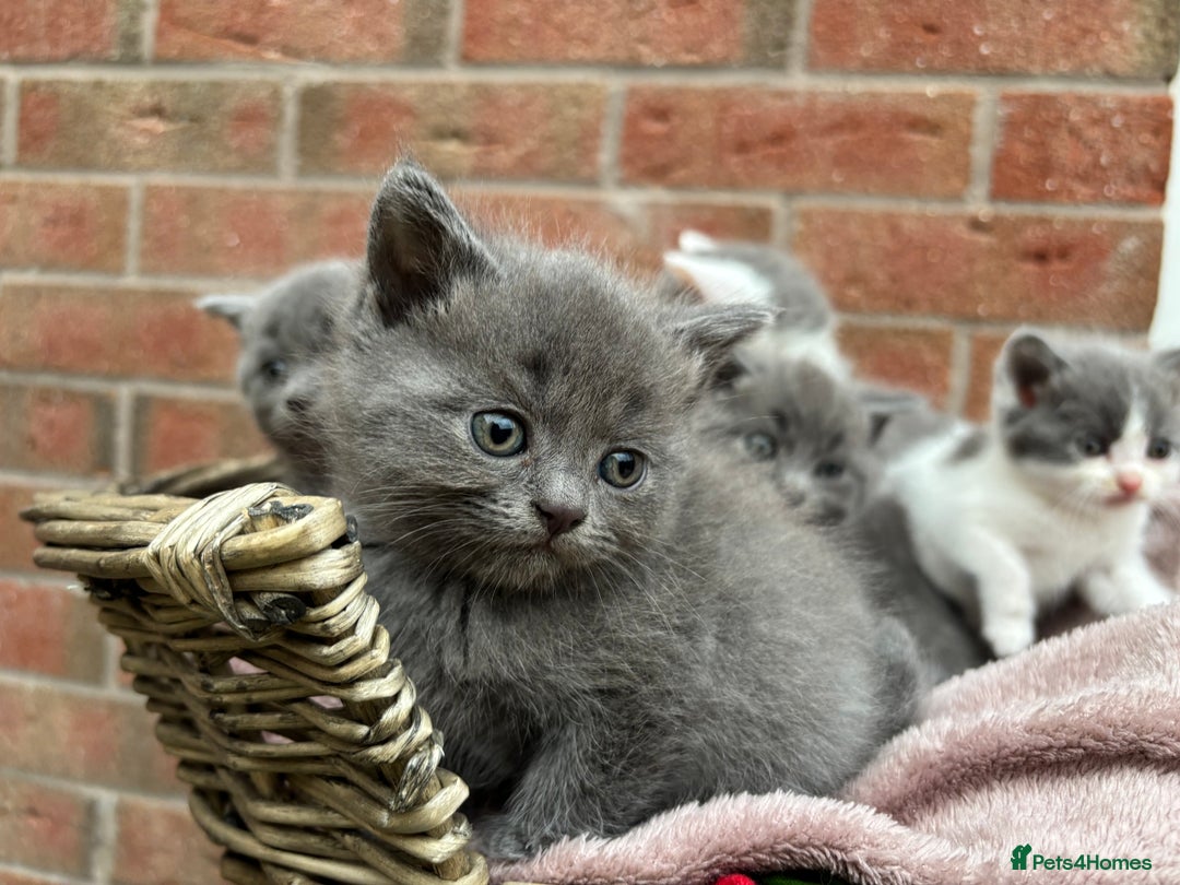 British Shorthair cats for sale: British shorthair kittens  - Image 13