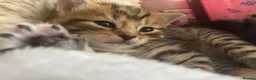 Mixed Breed cats for sale: 5 beautiful kittens for new homes - Advert 10