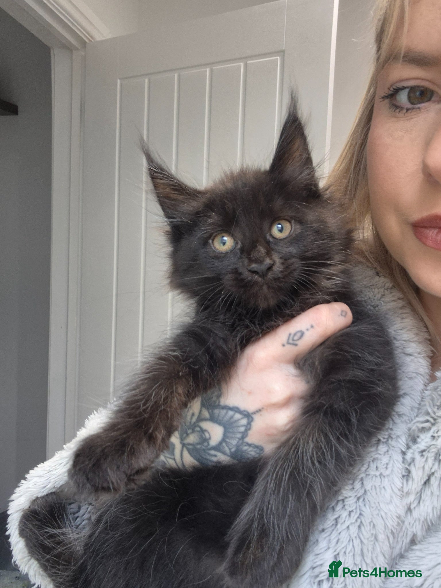 Maine Coon cats 1 beautiful maine coon left 😍  - Advert 17
